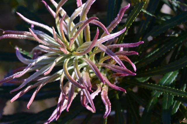 Banksia attenuata