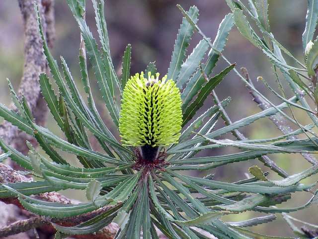 Banksia attenuata