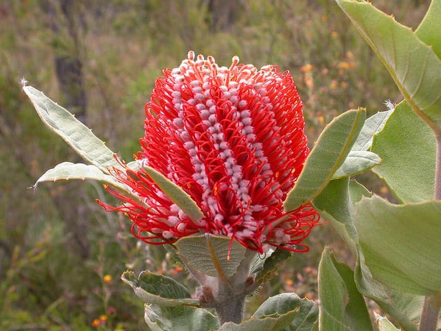 Banksia coccinea