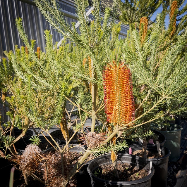 Banksia ericifolia