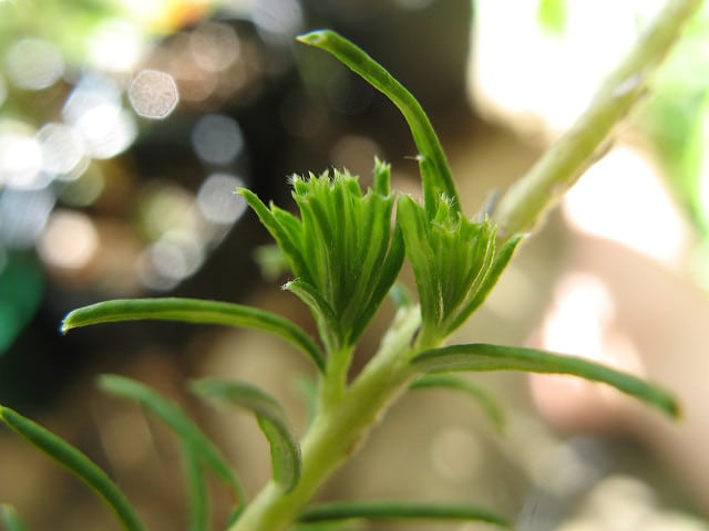 Banksia ericifolia