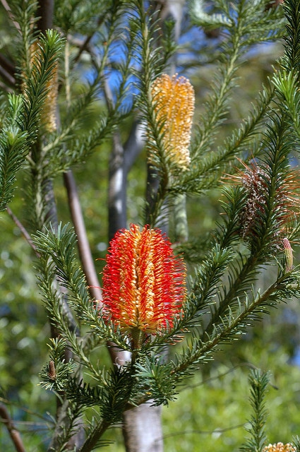 Banksia ericifolia