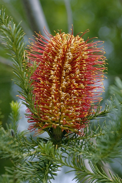 Banksia ericifolia