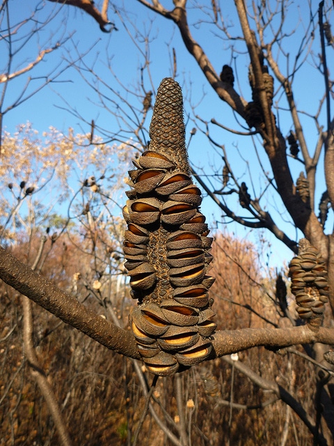 Banksia ericifolia