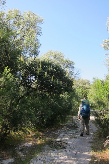 Banksia grandis