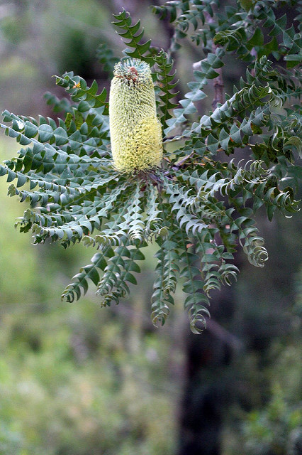 Banksia grandis