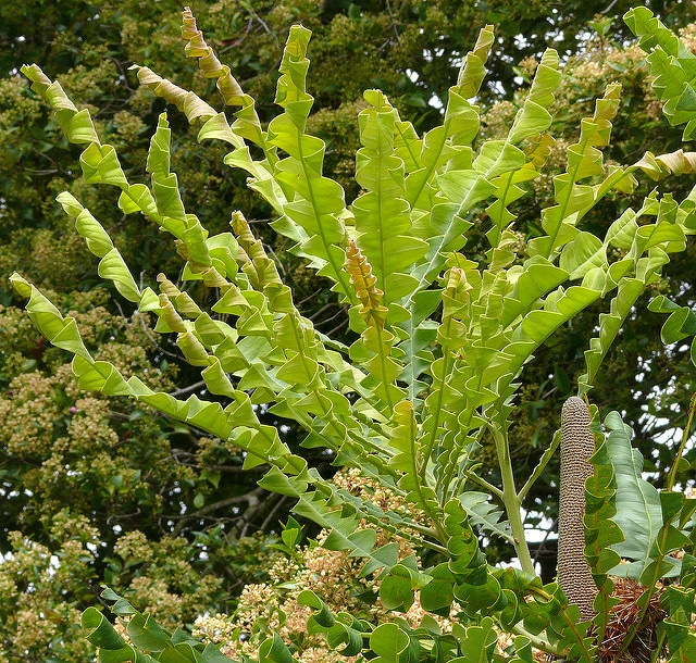 Banksia grandis