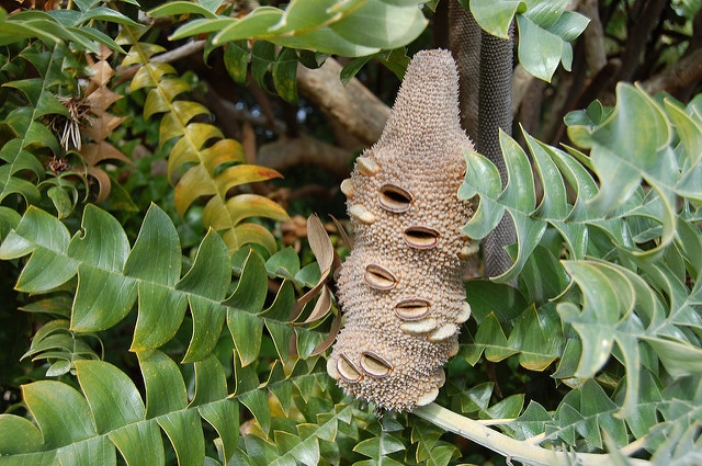Banksia grandis