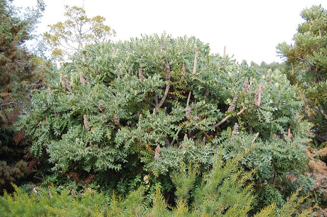 Banksia grandis