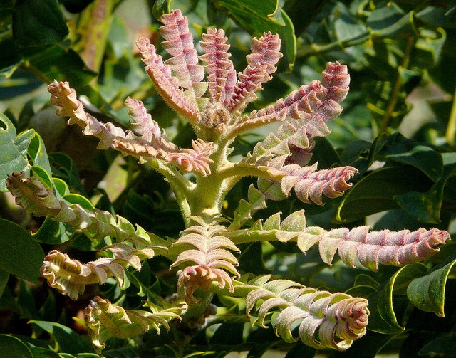 Banksia grandis (Banksia grandis)