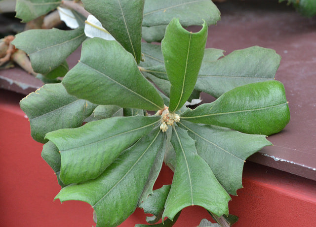 Banksia