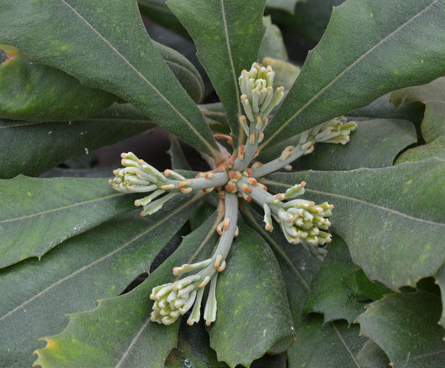 Banksia