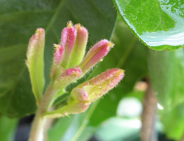 Banksia