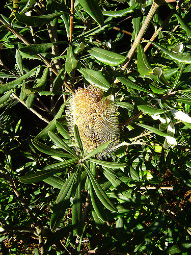Banksia