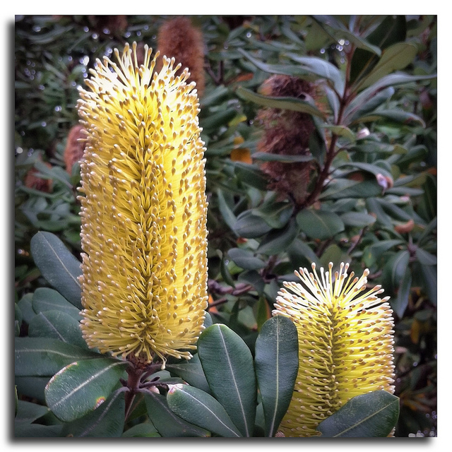 Banksia