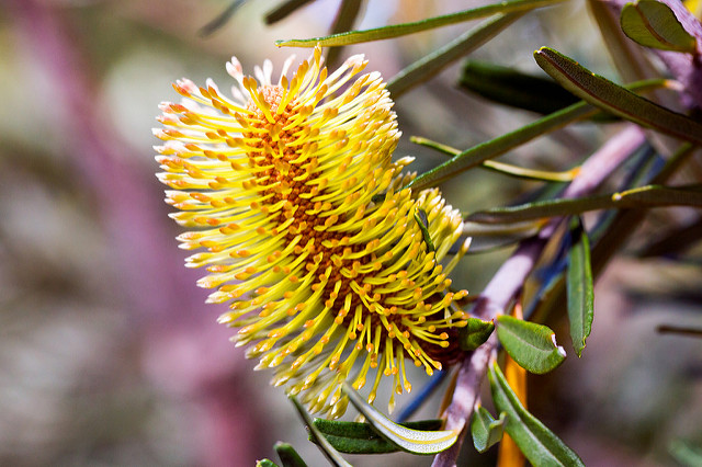 Banksia marginata