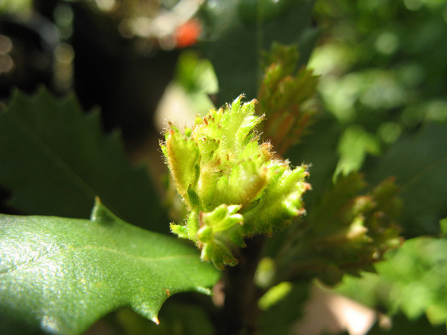 Banksia marginata
