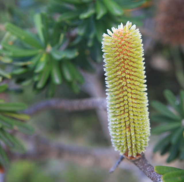 Banksia marginata