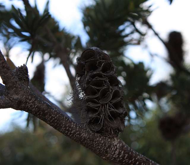 Banksia marginata