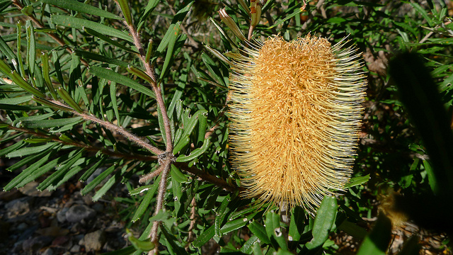 Banksia marginata