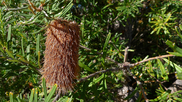 Banksia marginata (Banksia marginata)