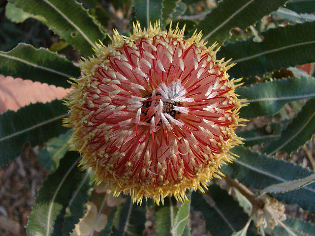 Banksia menziesii