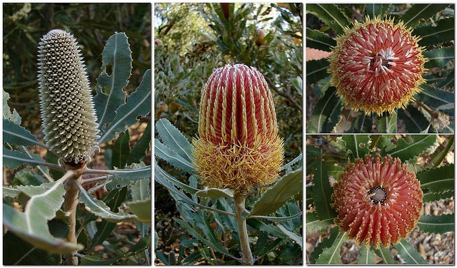 Banksia menziesii