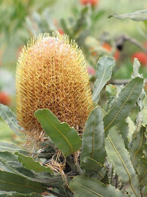 Banksia menziesii