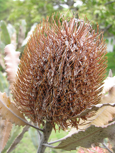 Banksia menziesii