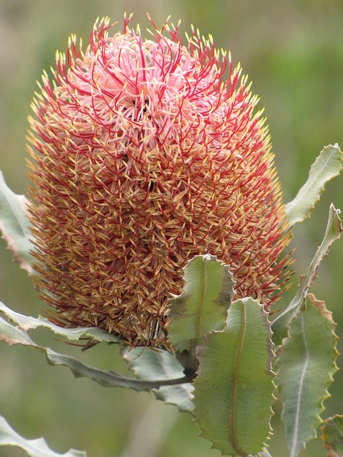 Banksia menziesii
