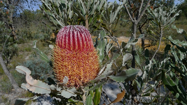 Banksia menziesii