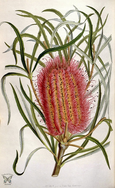 Banksia occidentalis