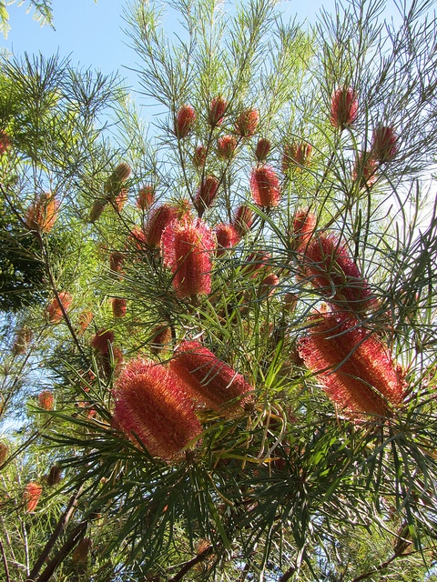 Banksia occidentalis