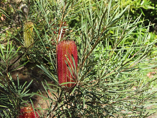 Banksia occidentalis