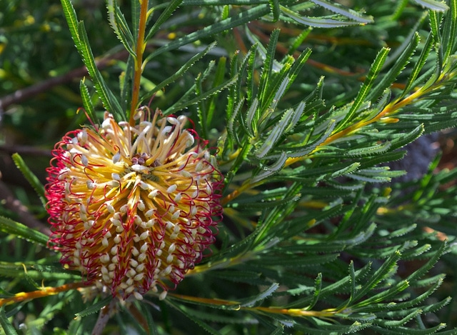 Banksia occidentalis