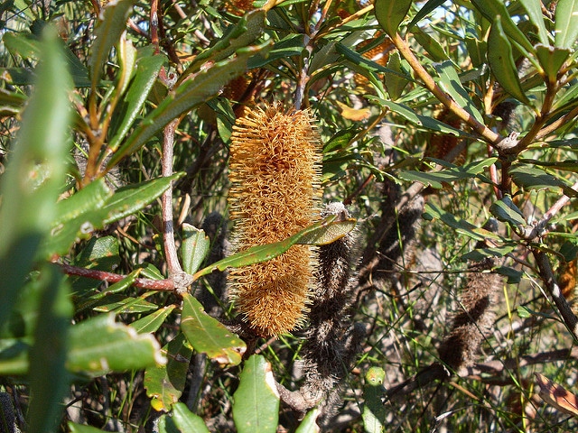 Banksia paludosa