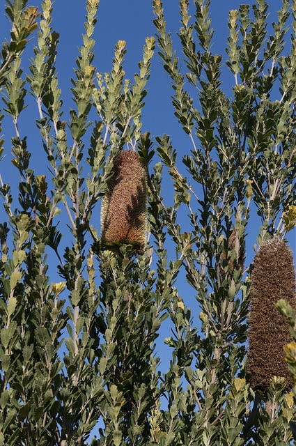 Banksia praemorsa