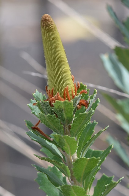 Banksia praemorsa