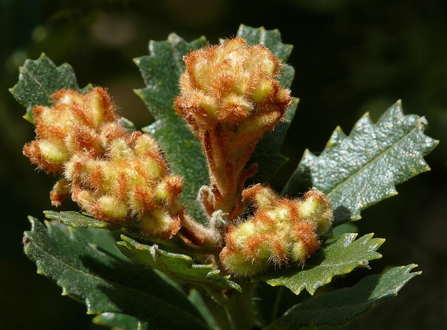Banksia praemorsa