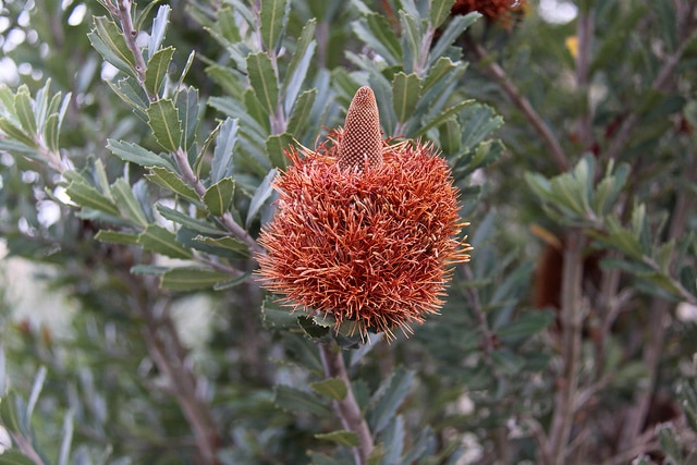 Banksia praemorsa