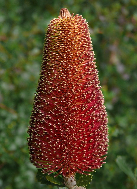Banksia praemorsa