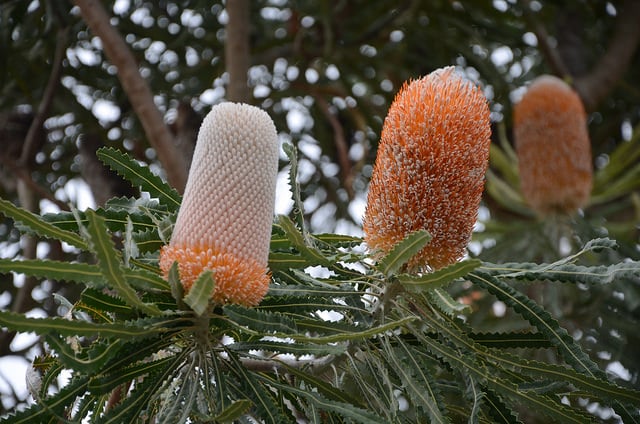 Banksia prionotes