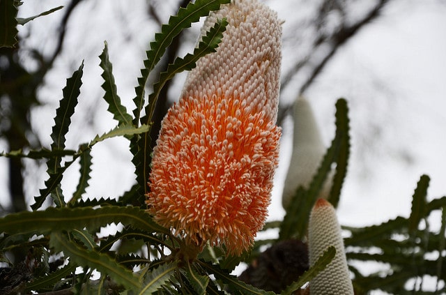 Banksia prionotes