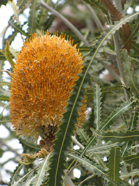 Banksia prionotes