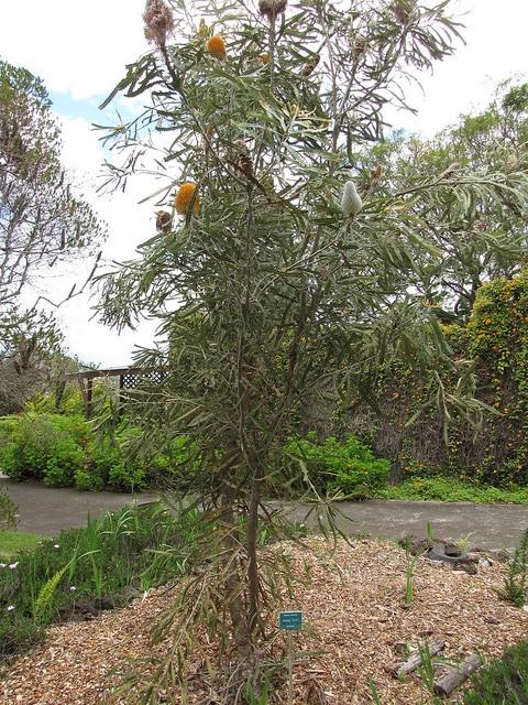 Banksia prionotes