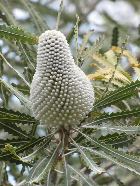 Banksia prionotes
