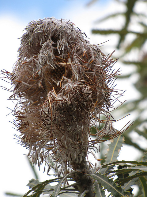 Banksia prionotes