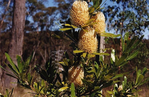Banksia serrata