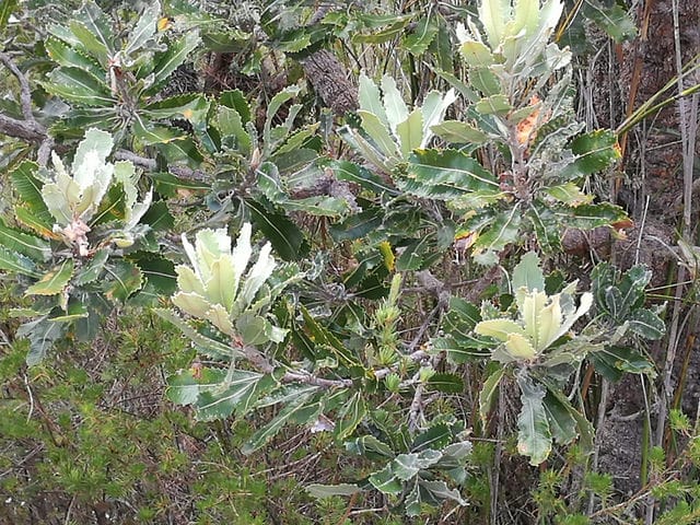 Banksia serrata