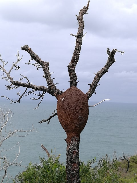 Banksia serrata